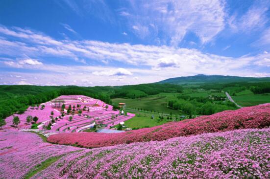 青空の下で小高い丘に広く敷きつめられたピンク色の花を咲かせる芝桜と、その先に広がる緑豊かな森林を見下ろしている写真